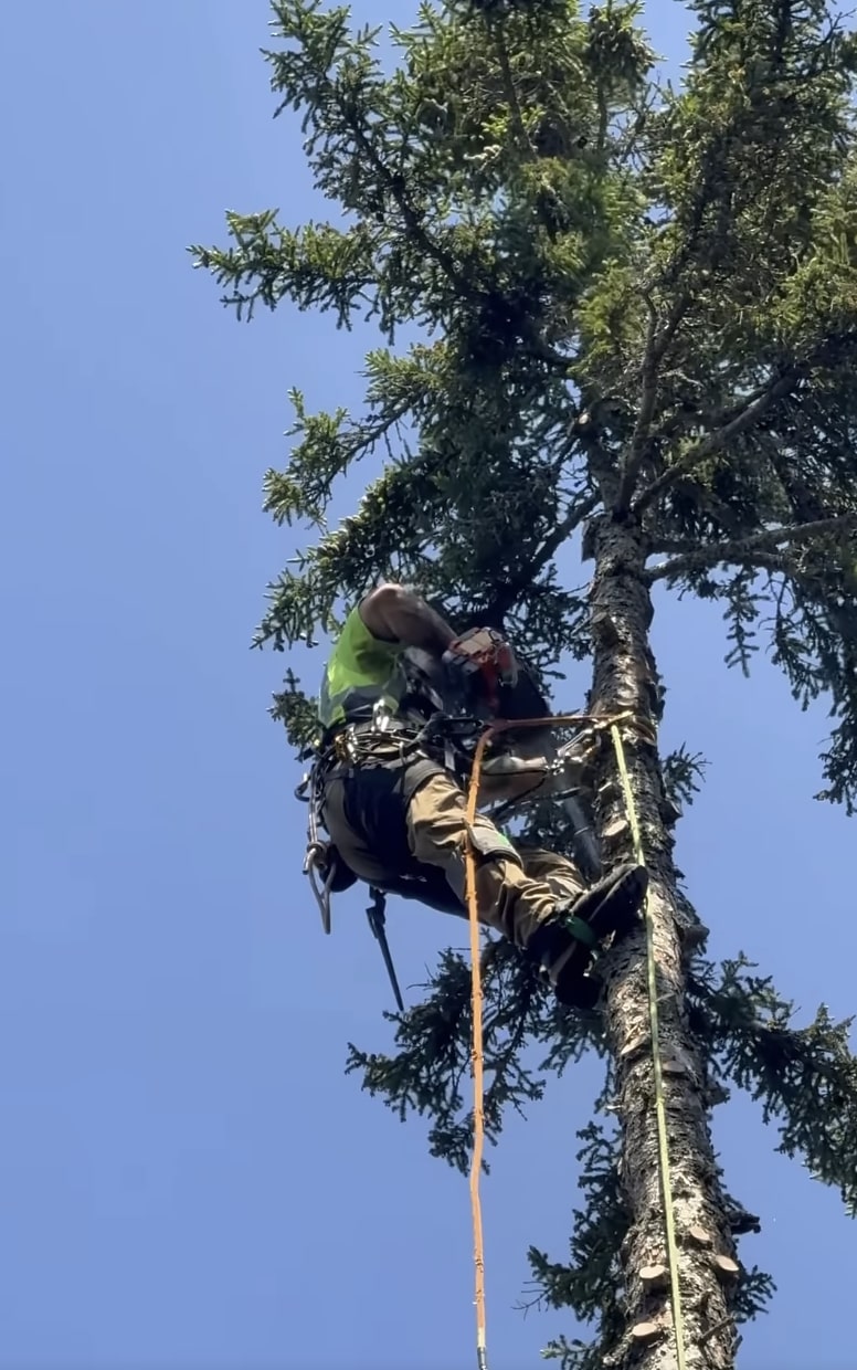 Certified arborist performing tree trimming and pruning in Greenacres, FL